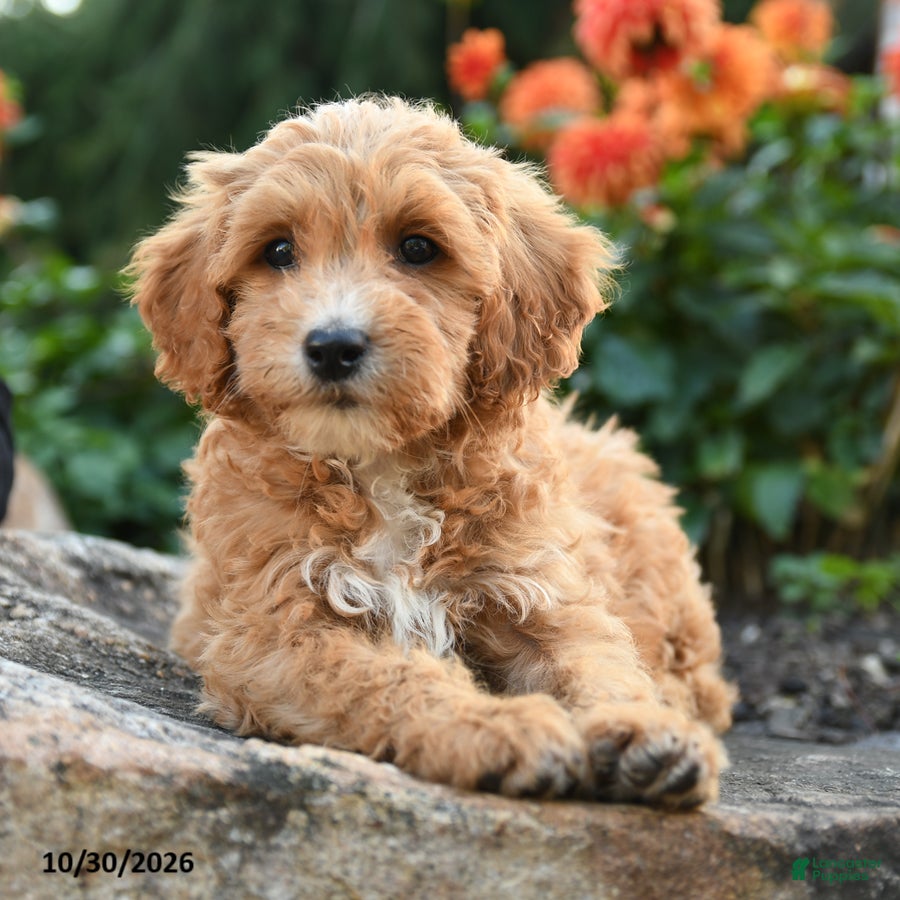 Mini Goldendoodle dogs for sale: Pansy - Ad 2