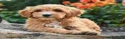 Mini Goldendoodle dogs for sale: Pansy - Ad 2
