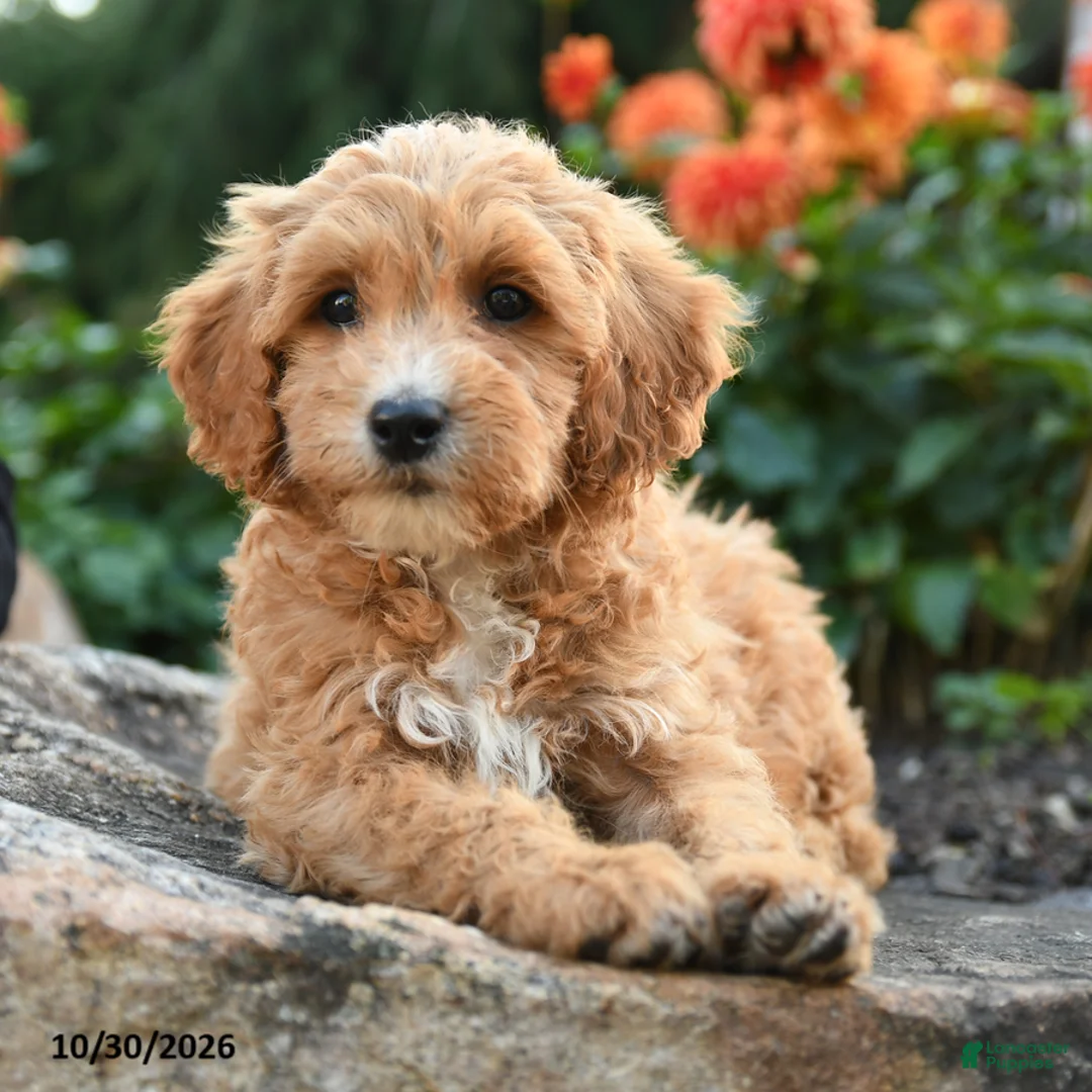 Mini Goldendoodle dogs for sale: Pansy - Ad 2