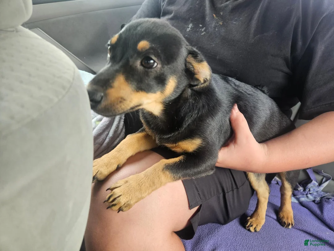 Mixed Breed dogs for sale: Mixed Breed 1 - Ad 2