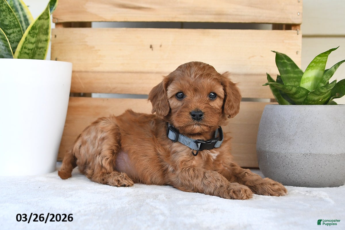 Cavapoo dogs Star - Ad 1