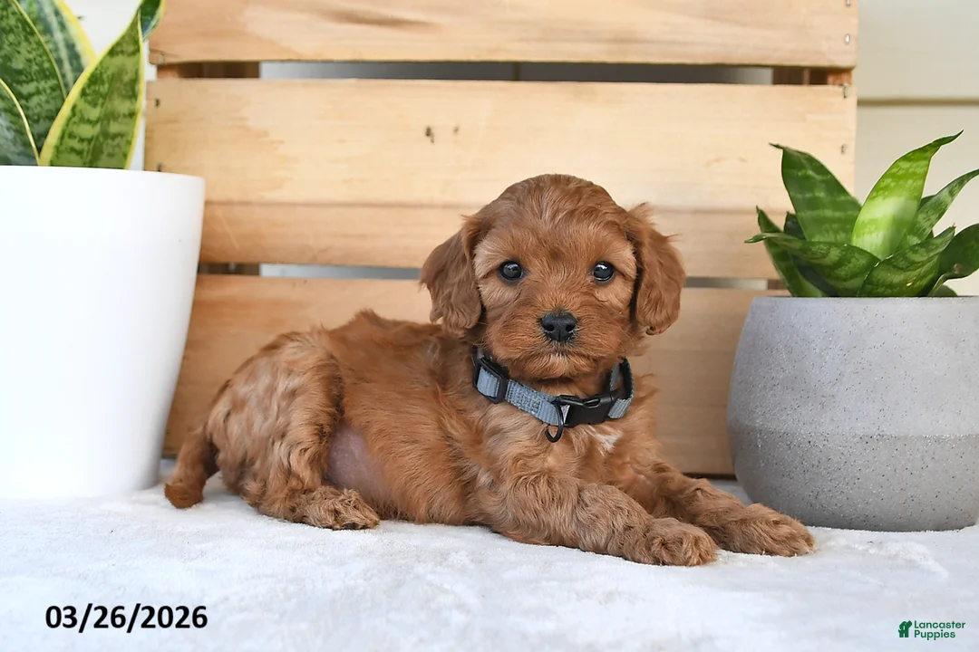 Cavapoo dogs for sale: Star - Ad 1