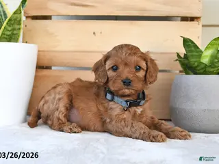 Cavapoo dogs for sale: Star - Ad 3
