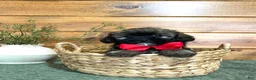 Shihpoo dogs for sale: Jason  - Ad 1