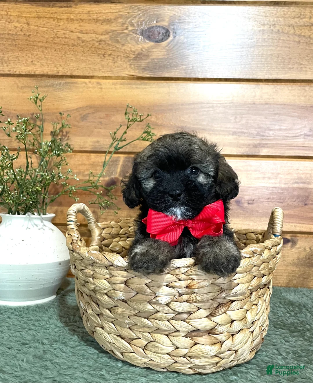 Shihpoo dogs for sale: Jason  - Ad 1