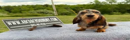 Miniature Dachshund dogs for sale: AKC Show Dapple- Russian - Ad 7