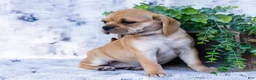 Puggle dogs for sale: Rosie - Ad 4