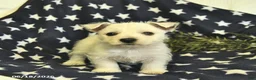 West Highland Terrier dogs for sale: Lily  - Ad 3