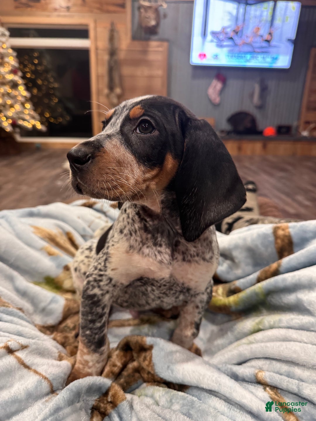 Coonhound dogs for sale: Stone  - Ad 2