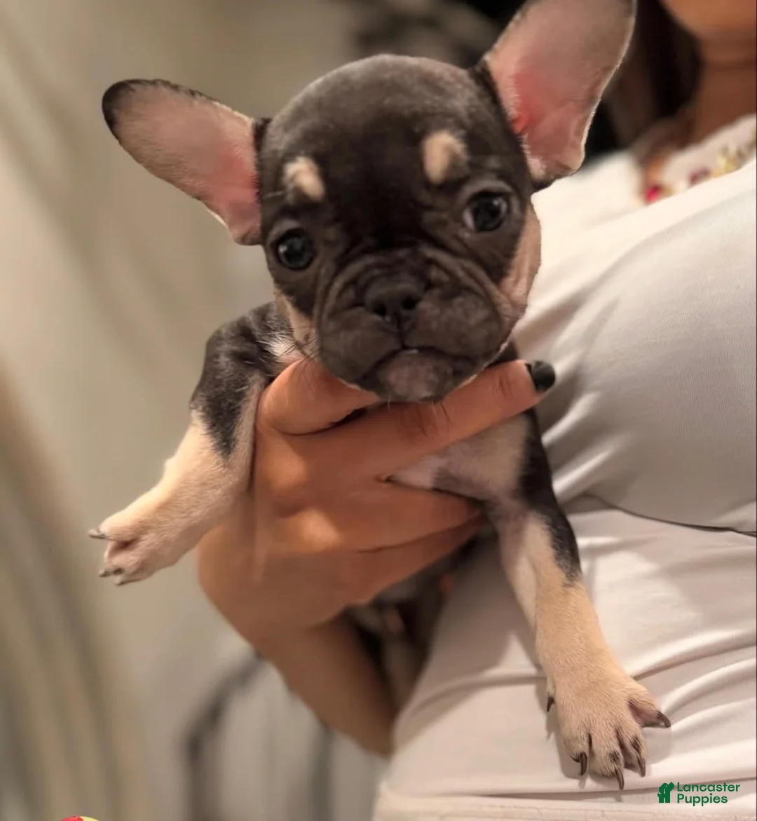 French Bulldog dogs for sale: Baby Girl  - Ad 1