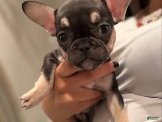 French Bulldog dogs for sale: Baby Girl - Ad 1