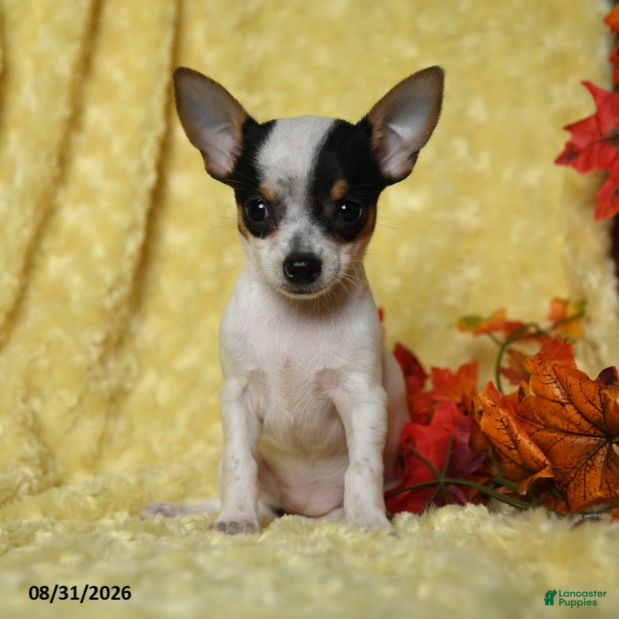 Chihuahua dogs Briget - Ad 1