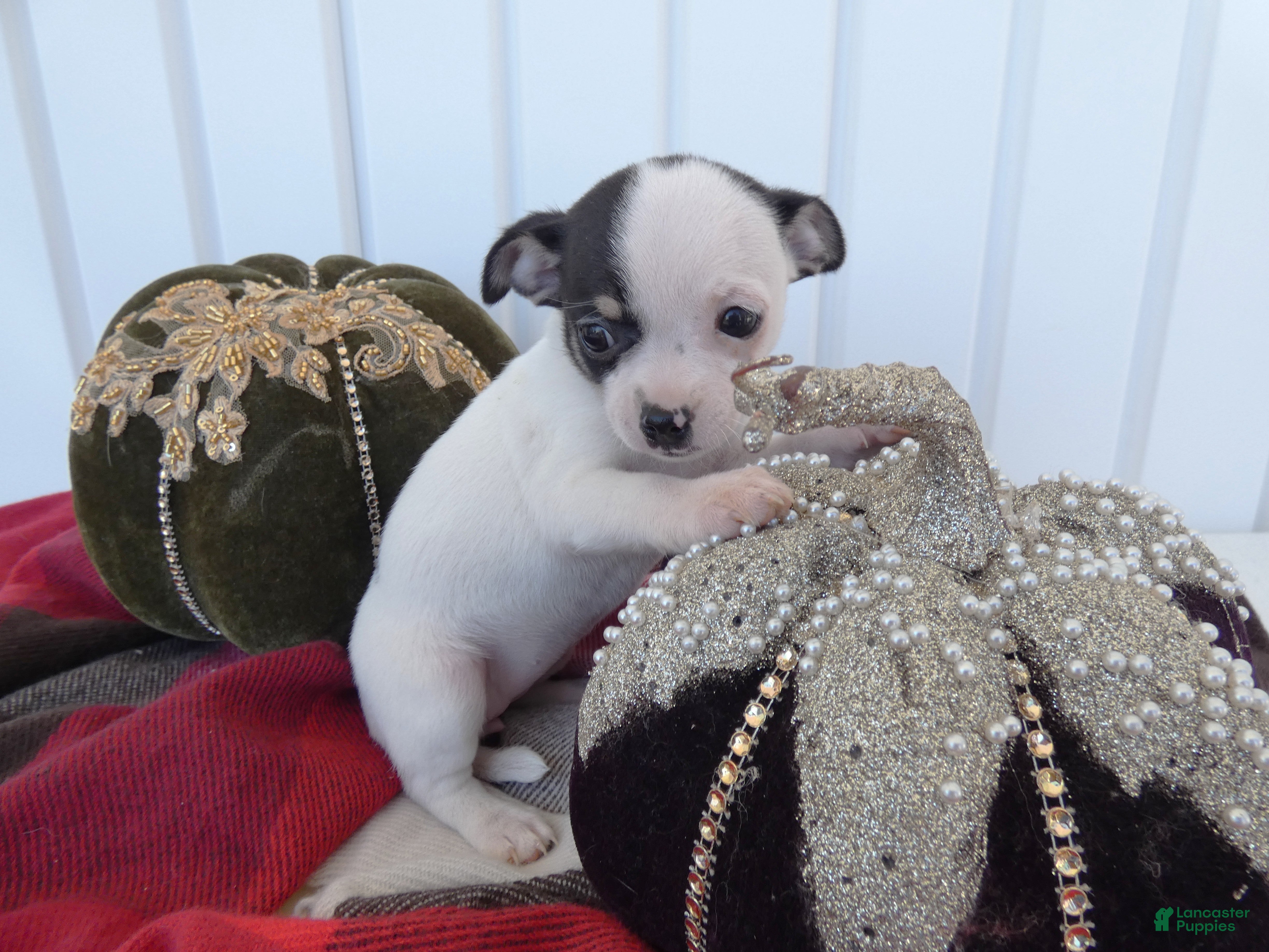Chihuahua dogs for sale: Chihuahua 1 Stormy - Ad 3