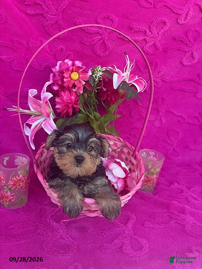 Yorkshire Terrier dogs Kyle - Ad 30
