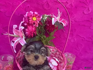 Yorkshire Terrier dogs Kyle - Ad 30
