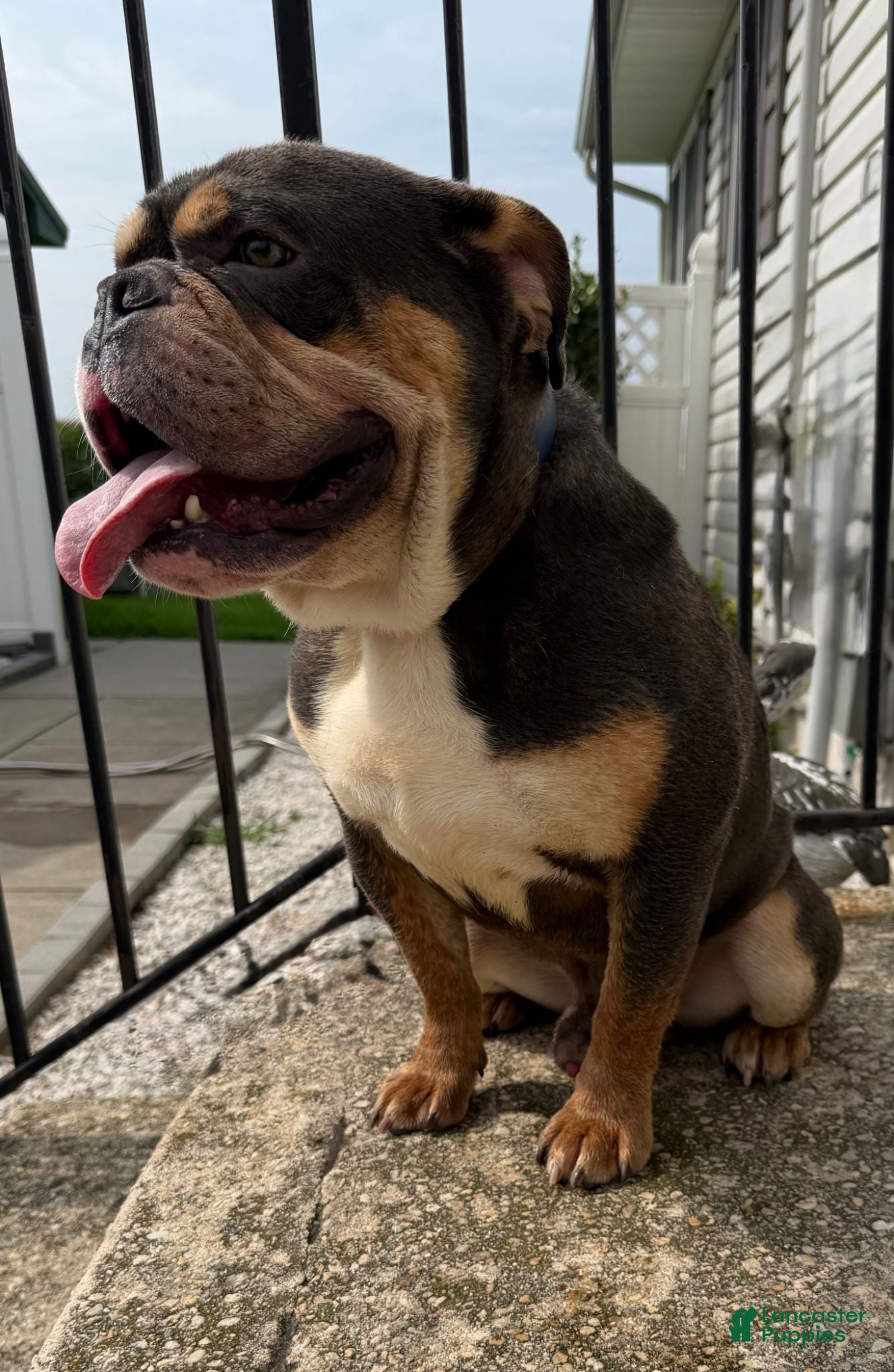 English Bulldog dogs Jinx - Ad 41