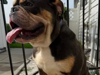 English Bulldog dogs Jinx - Ad 41