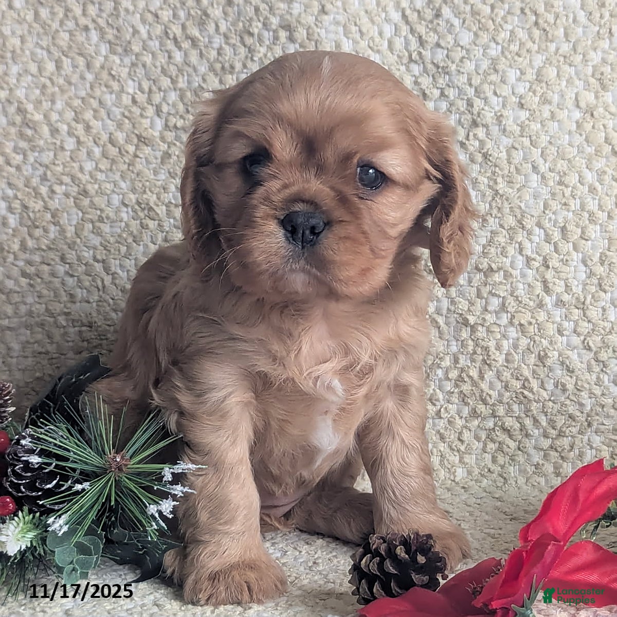 Cavalier King Charles Spaniel dogs Rosy - Ad 38