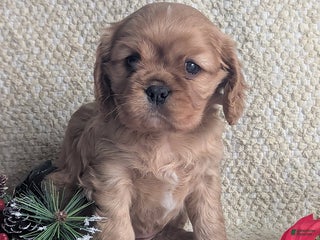 Cavalier King Charles Spaniel dogs Rosy - Ad 18