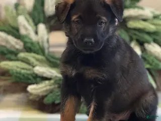 Mixed Breed dogs for sale: Firefly's Harmony - Ad 3