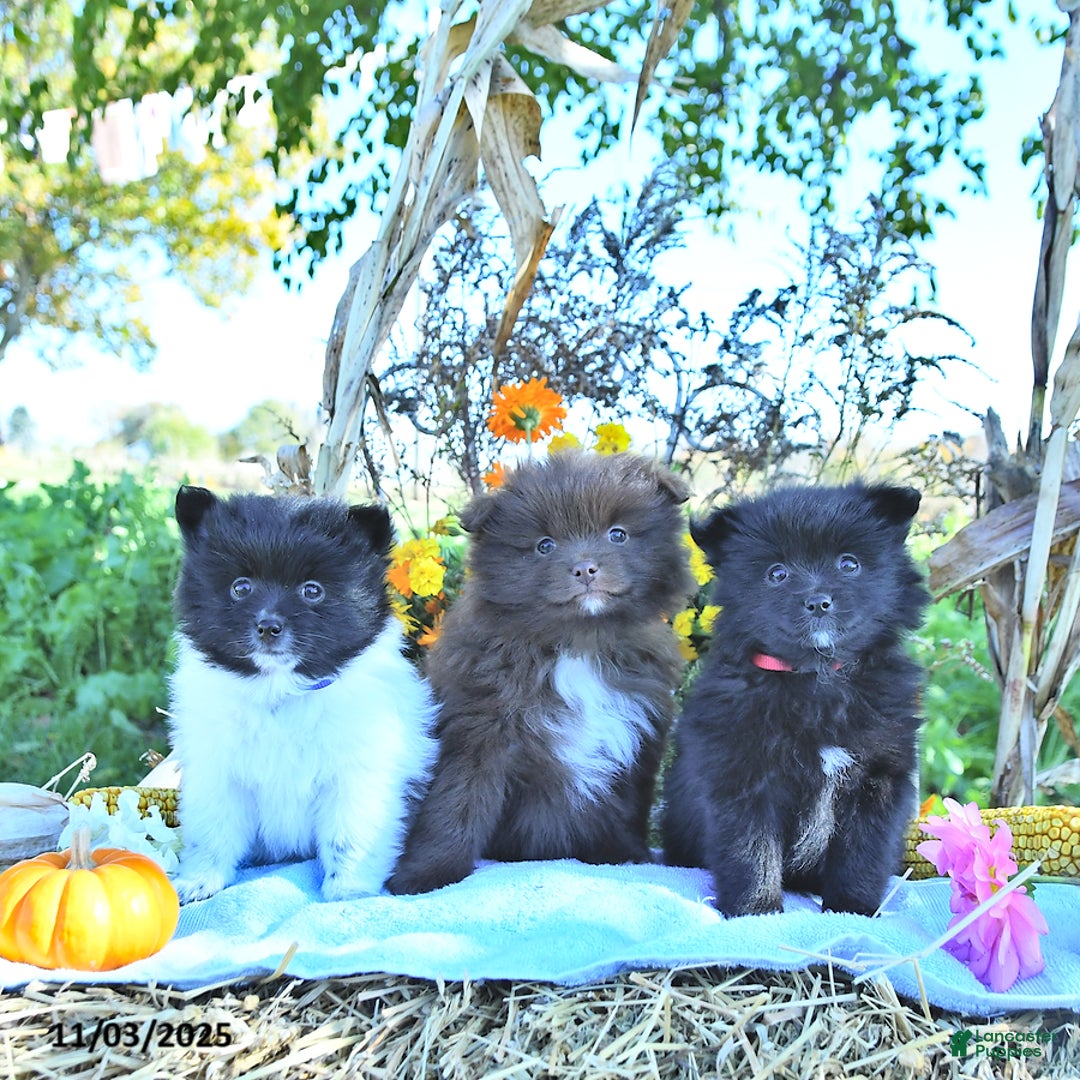 Mixed Breed dogs for sale: Darby - Ad 3