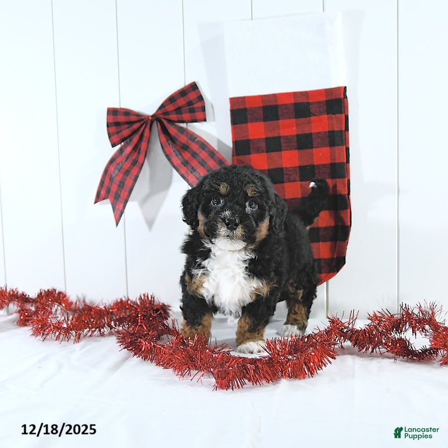 Mini Bernedoodle dogs Stacy - Ad 8