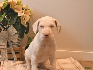 Great Dane dogs Aladdin - Ad 27