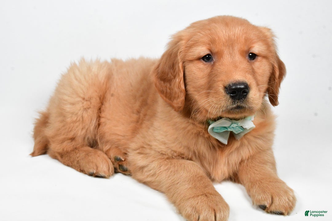 Golden Retriever dogs for sale: Charlie - Ad 8