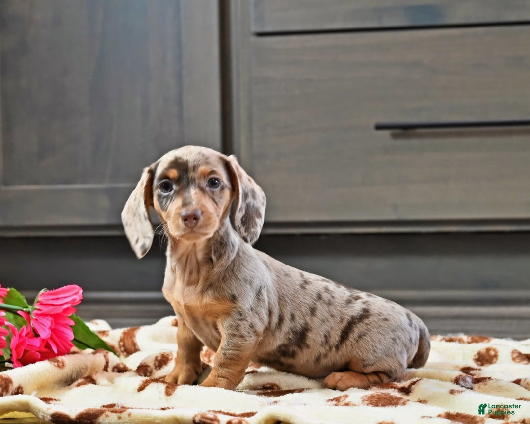 Miniature Dachshund dogs for sale: Lilly - Ad 1