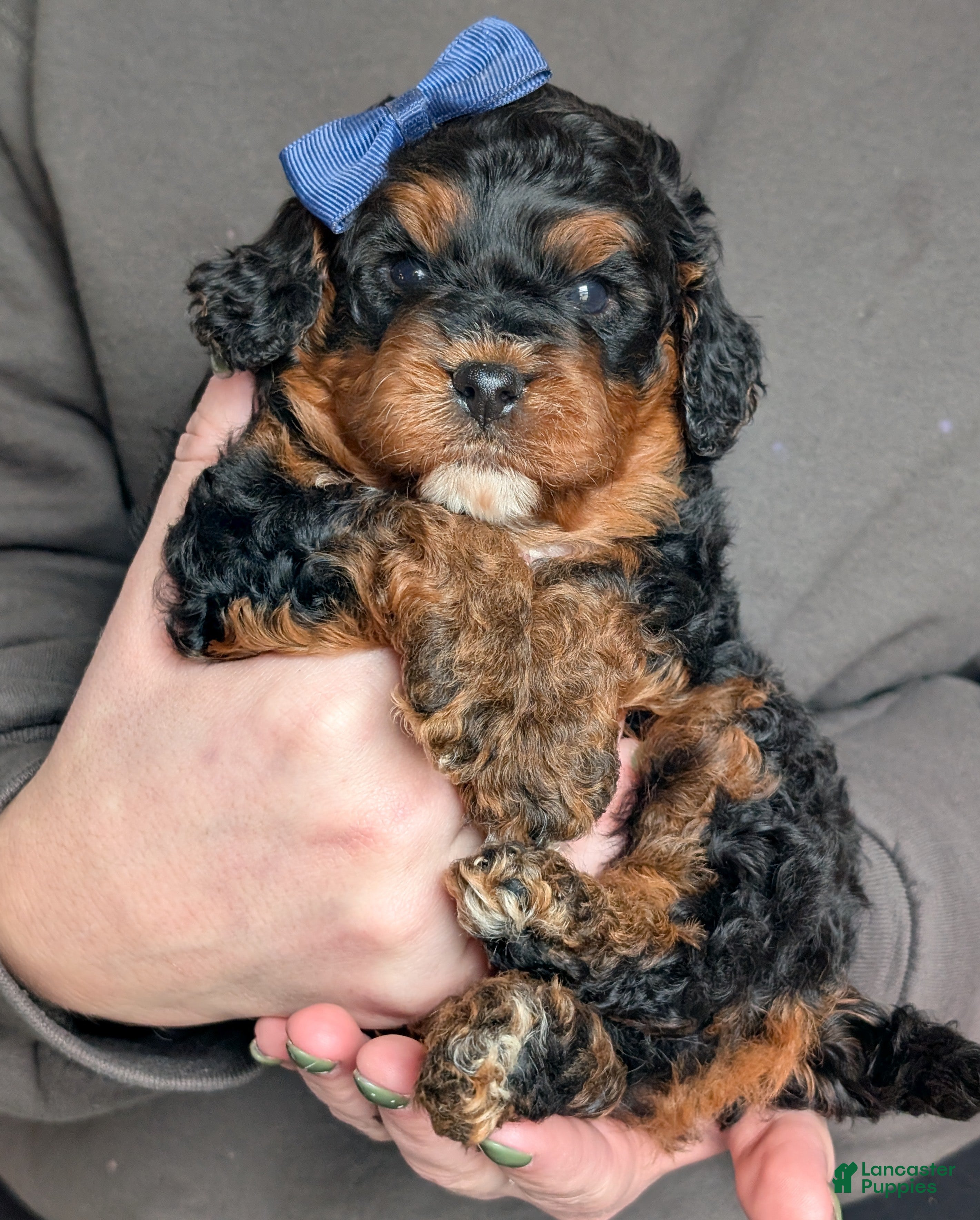Cavapoo dogs Myles - Ad 1