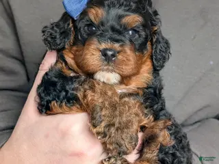 Cavapoo dogs for sale: Myles - Ad 1
