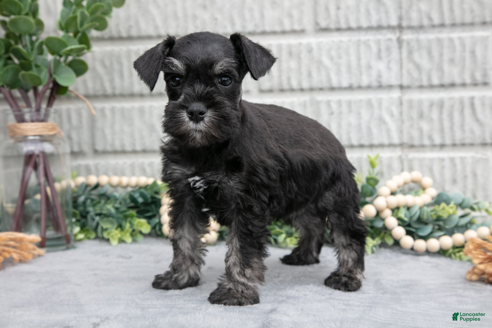 Miniature Schnauzer dogs Fern - Ad 1