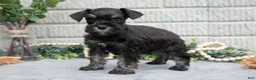 Miniature Schnauzer dogs for sale: Fern - Ad 1