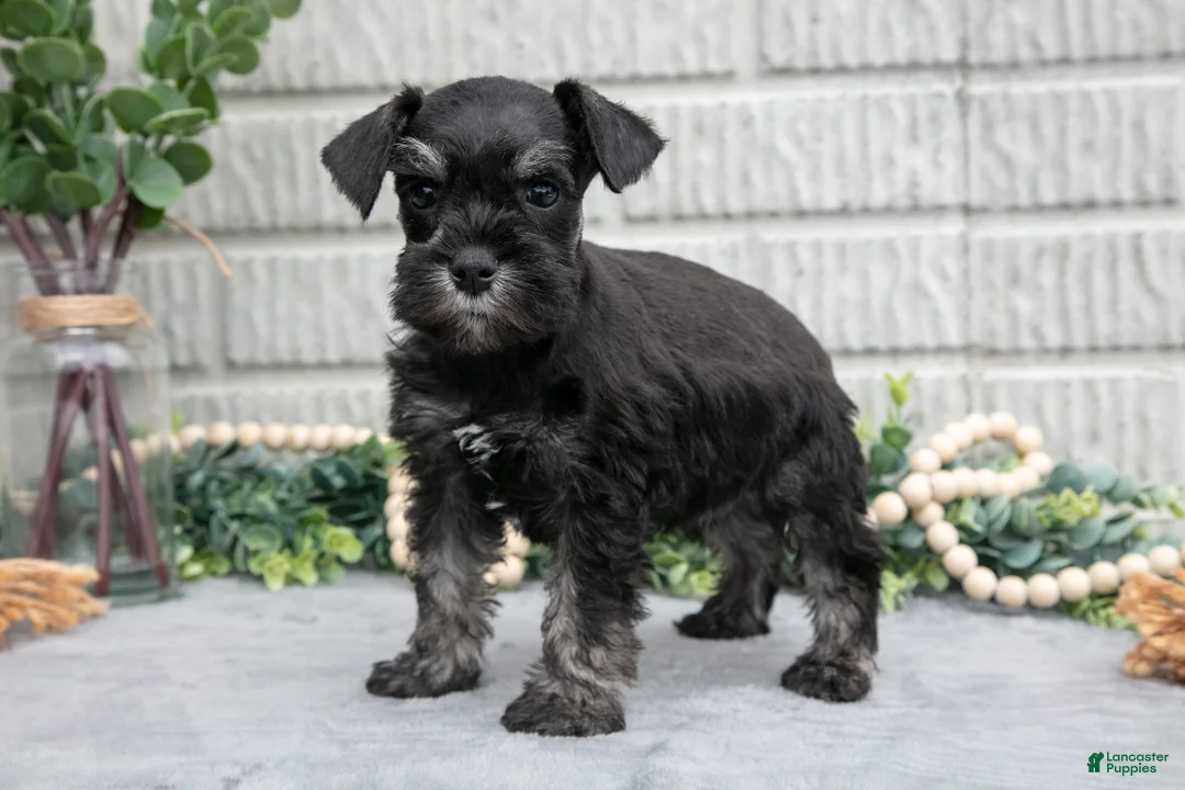 Miniature Schnauzer dogs for sale: Fern - Ad 1