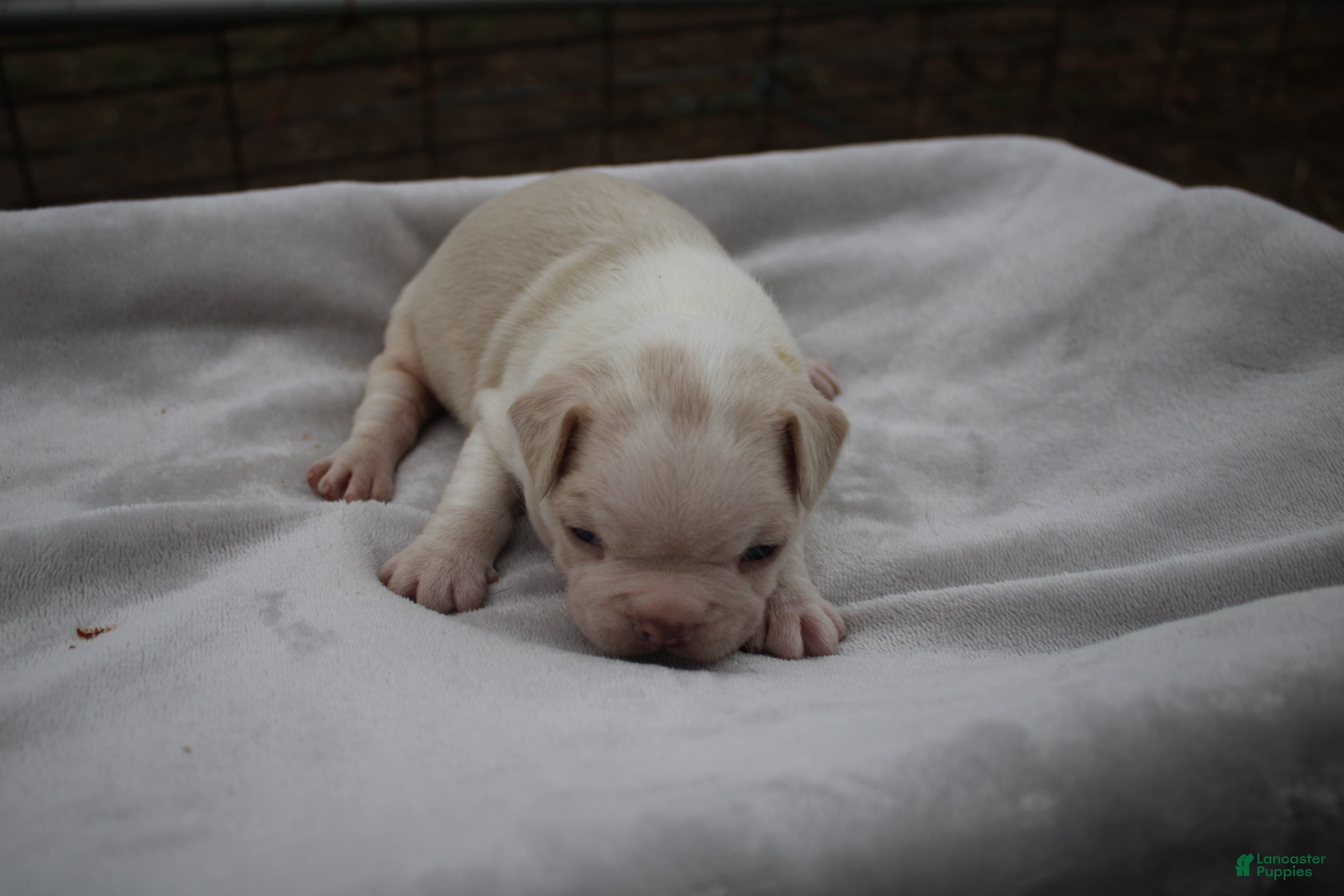 Frenchton dogs Artie - Ad 2