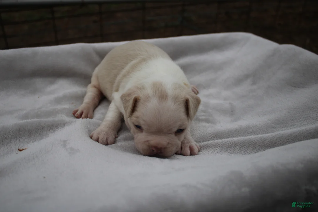 Frenchton dogs for sale: Artie - Ad 2