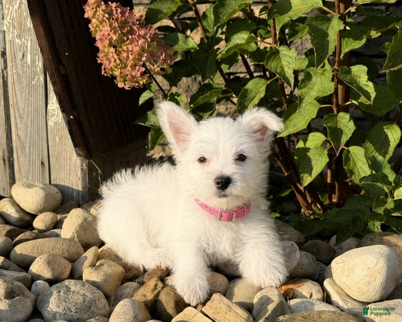 West Highland Terrier dogs Annie - Ad 1
