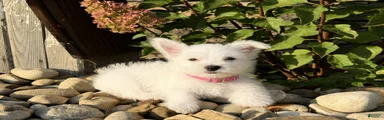 Annie