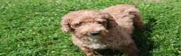 Maltipoo dogs for sale: Max - Ad 5