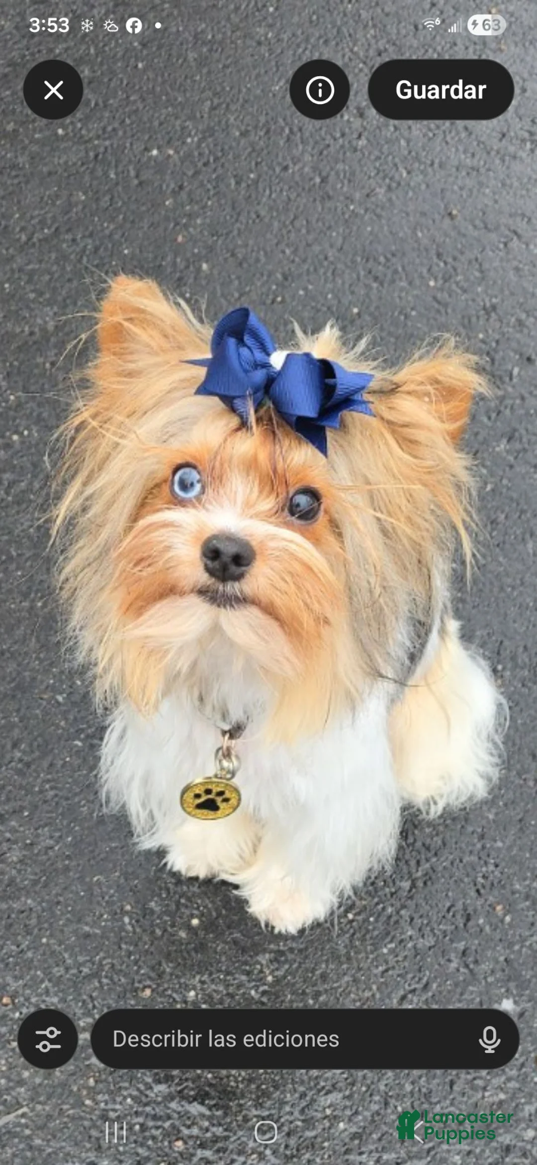 Biewer Terrier dogs for stud:  Biewer Terrier exotic STUD SERVICE(NO FOR SALE) - Ad 2