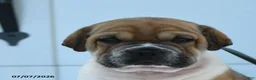 Mini Hippo dogs for sale: Leo - Ad 4