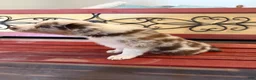 Border Collie dogs for sale: Specks - Ad 14