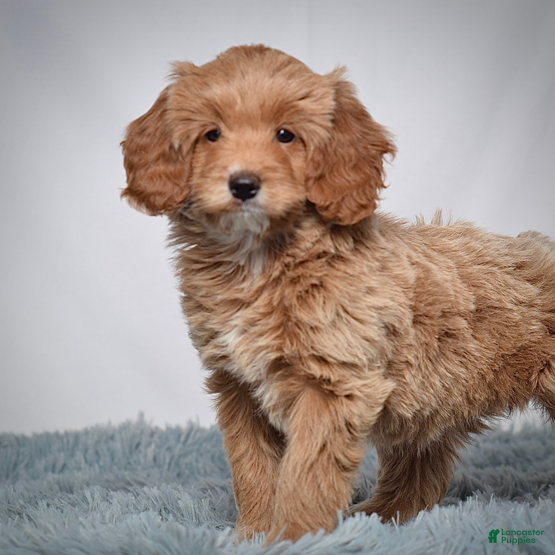 Mini Goldendoodle dogs Ms. Pearl - Ad 7