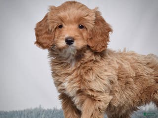 Mini Goldendoodle dogs Ms. Pearl - Ad 19