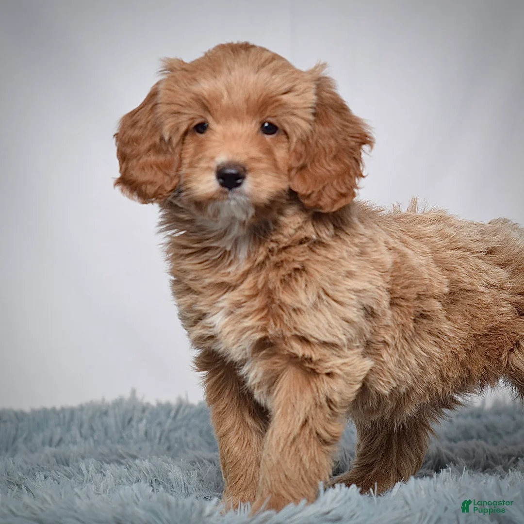 Mini Goldendoodle dogs for sale: Ms. Pearl - Ad 1