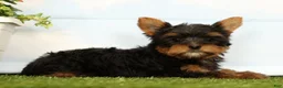 Yorkshire Terrier dogs for sale: Josie - Ad 4