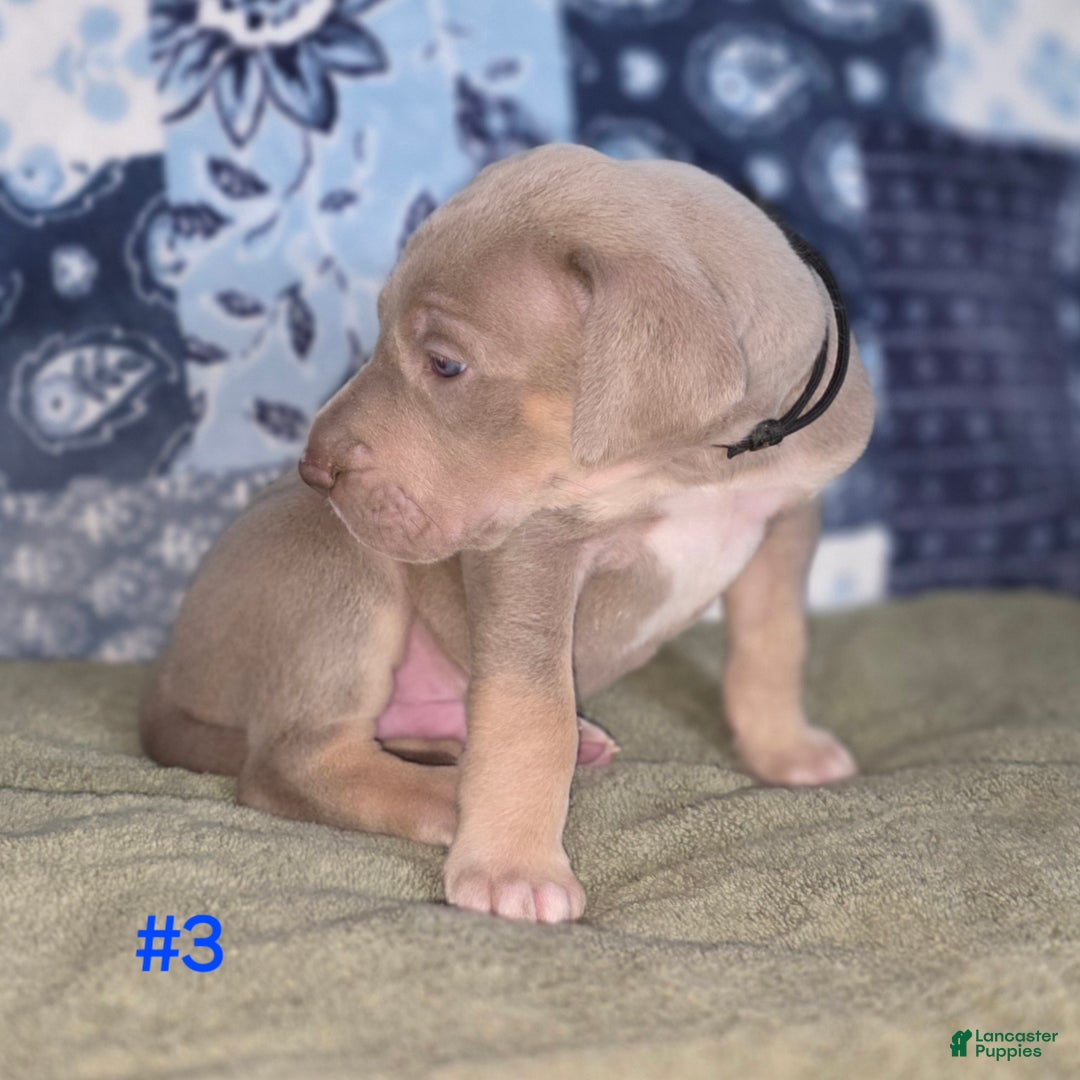 Great Dane dogs for sale: Great Dane Puppy 3 - Ad 4