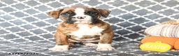 Boxer dogs for sale: Teresa - Ad 4