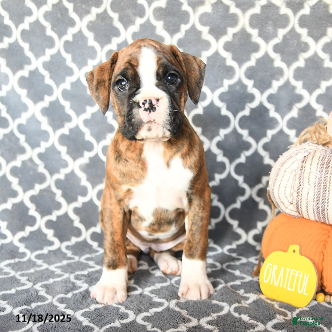 Boxer dogs for sale: Teresa - Ad 4