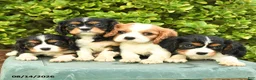 Cavalier King Charles Spaniel dogs for sale: Chris - Ad 3